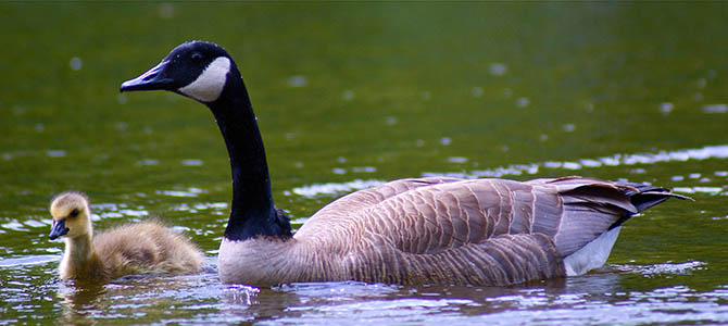 Photo of Canada Goose swimming with a gosling