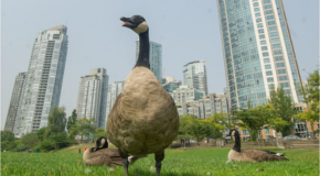 Canada geese on grass with buildings in the background.