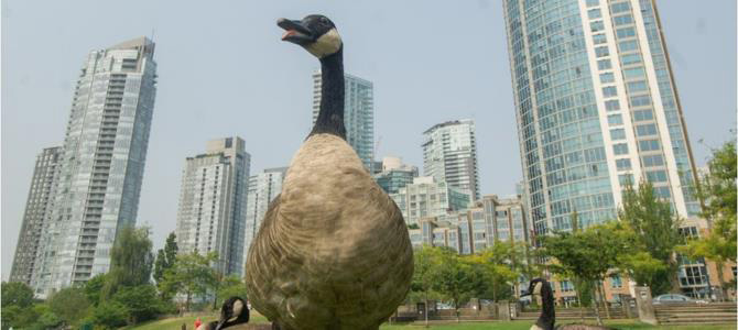 Canada geese on grass with buildings in the background.