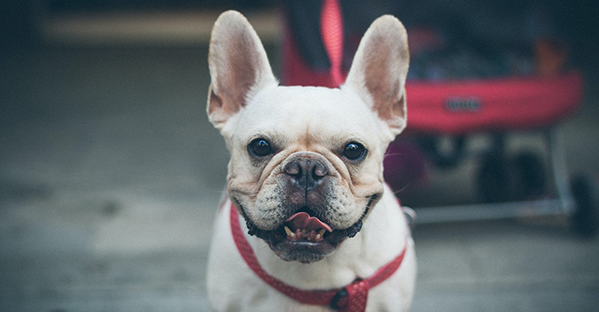 Photo of a French bulldog in a red collar