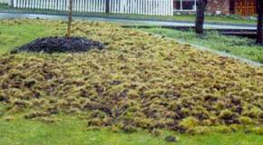 Chafer beetle damage