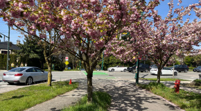 Cherry blossoms line a street on a Vancouver road