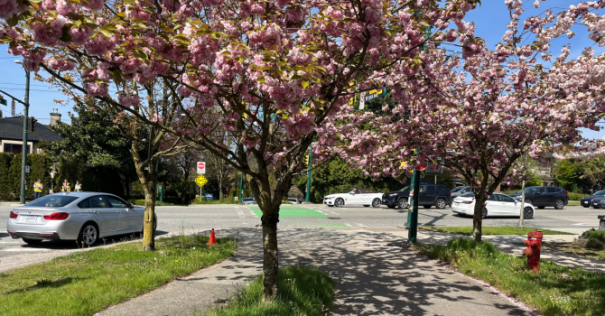Cherry blossoms line a street on a Vancouver road