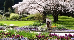 Woman taking pictures in the garden