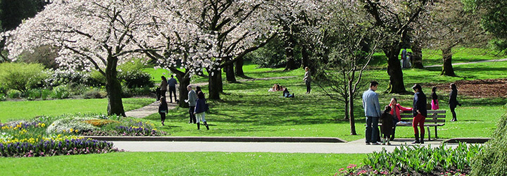 Stanley Park Cherry Blossom Trees