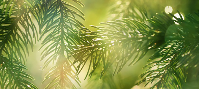 Pine tree needles up close