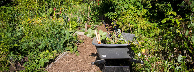 Photo of a community garden