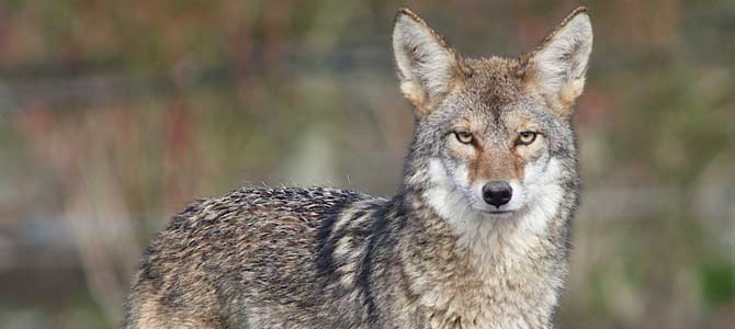 Urban coyotes | City of Vancouver