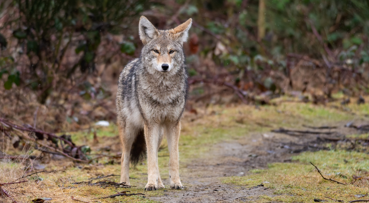 A lone coyote looks into the camera