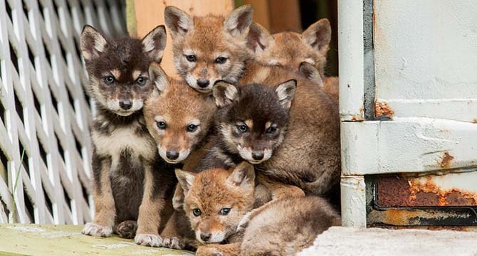 A group of coyote pups of varying coats