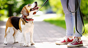 A cute small dog looks up to a person holding it's leash