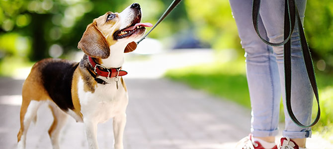 A cute small dog looks up to a person holding it's leash