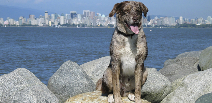 Dog on the beach