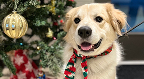 A dog sitting in front of a Christmas tree