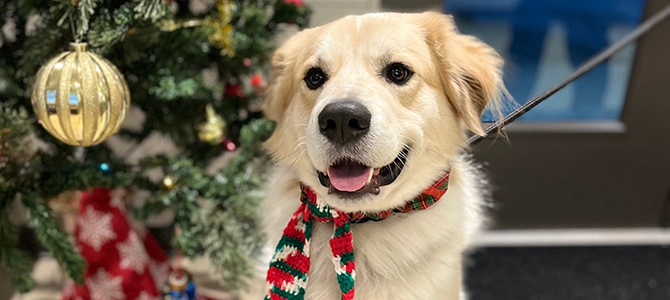 A dog sitting in front of a Christmas tree