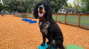 Black dog with curly ears sitting on a training platform at Heather Park off-leash area, with woodchip ground and fenced field in background.