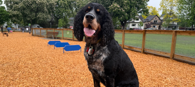 Black dog with curly ears sitting on a training platform at Heather Park off-leash area, with woodchip ground and fenced field in background. Black dog with curly ears sitting on a training platform at Heather Park off-leash area, with woodchip ground and fenced field in background.