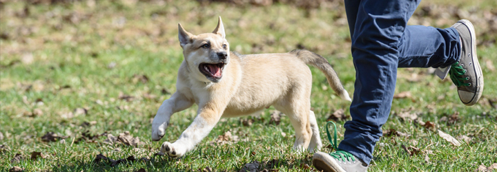 Dog off-leash running in park