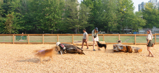 People and dogs within a dogs off-leash area