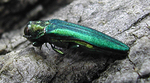 Emerald ash borer beetle on tree bark
