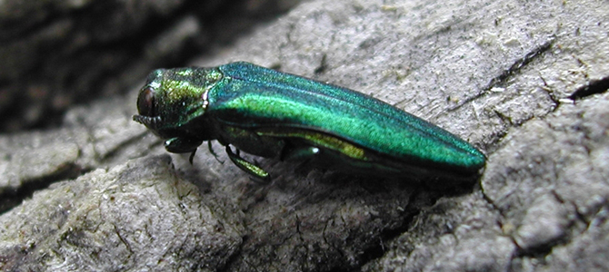 Emerald ash borer beetle on tree bark Emerald ash borer beetle on tree bark
