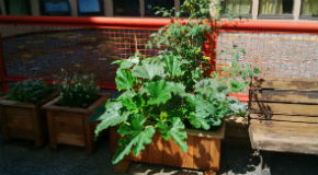 Rooftop garden created by Evelyne Saller Centre volunteers