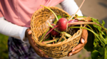 Hands holding a basket of radishes