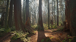 Stanley Park forest with sunlight streaming in