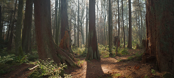 Stanley Park forest with sunlight streaming in