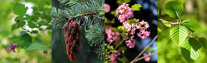 Four-panel collage featuring green leaves, a hanging conifer cone, clusters of pink blossoms, and sunlit tree leaves.