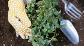 Gardening naturally saves time, money, and water.