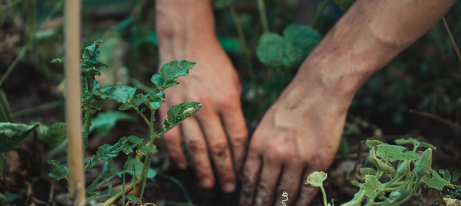 A close-up photo of hands gardening 