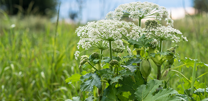 Image of Hog weed rain free to use