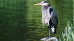 Great blue heron