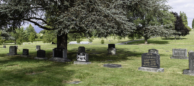 Headstones and memorial markers beneath a large tree in a cemetery.