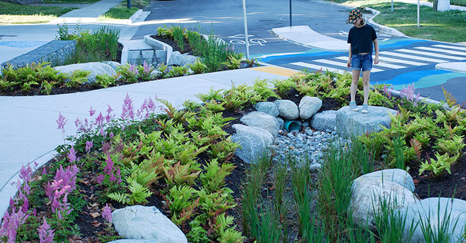 A child examines a garden planted near a crosswalk in Hastings-Sunrise.