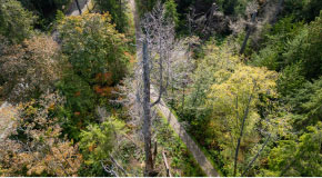 Aerial view of a large dead tree in Stantley Park