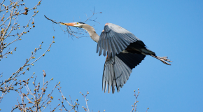 A heron flying through the sky