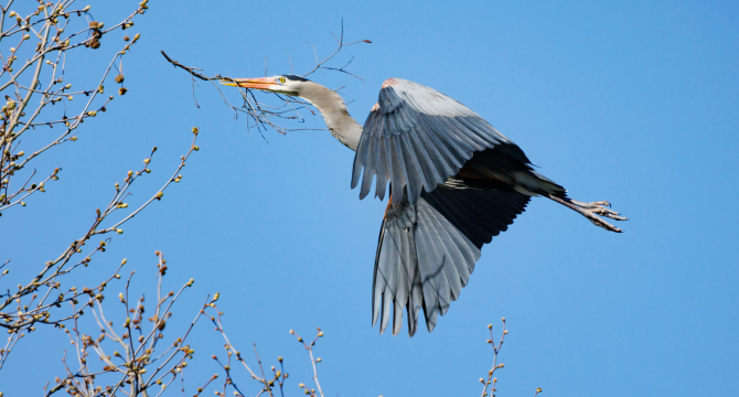 A heron flying through the sky