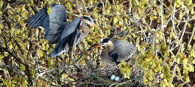 Heron colony nesting in tree