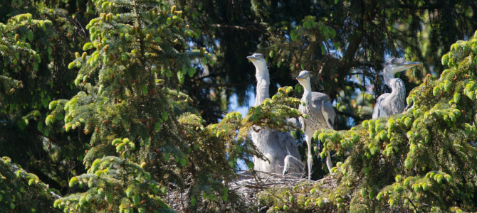 A colony of herons nest in a tree above Vancouver's Stanley Park