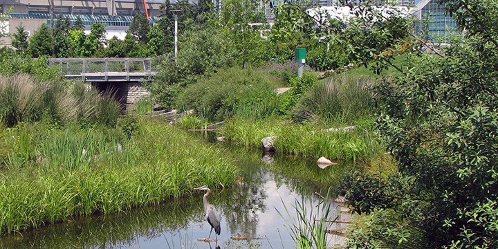 A blue heron fishing at Hinge Park with lush shoreline vegetation, BC Place and Downtown Vancouver in the background