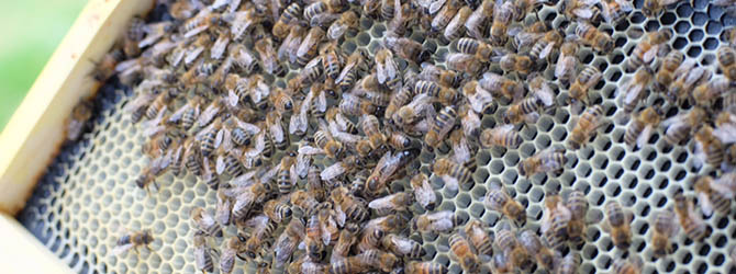 Close-up photo of a honey super and honey bees