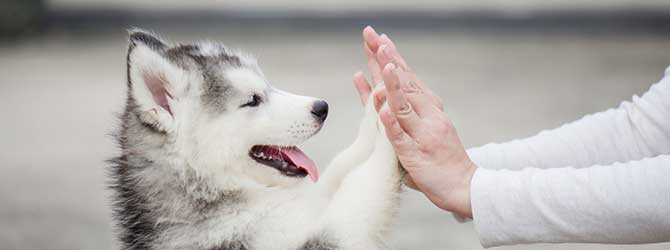 Husky pressing paws against a person's hands