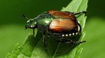 Japanese beetle on a leaf Japanese beetle on a leaf