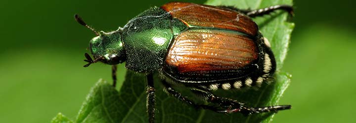 Japanese beetle on a leaf