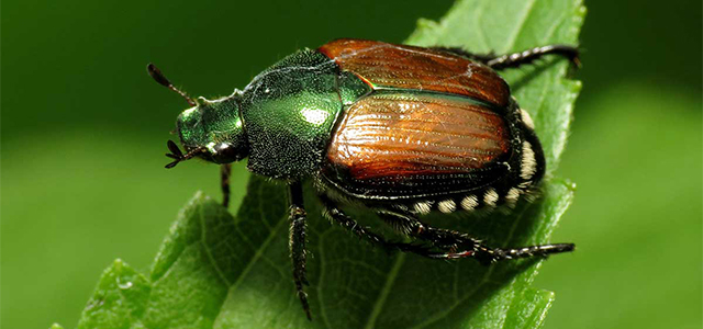 A Japanese beetle