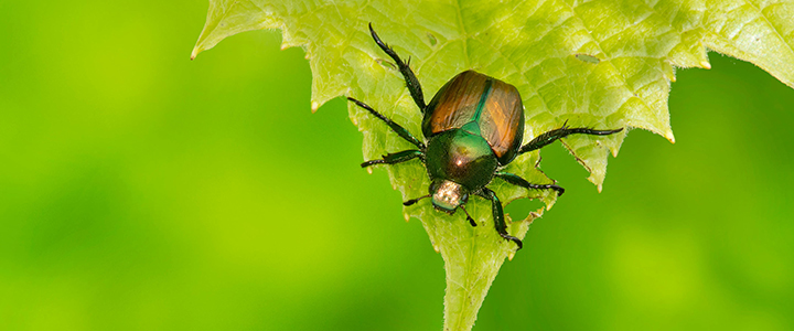 Japanese beetle