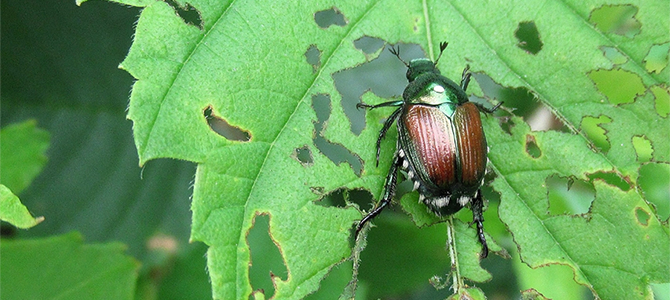 A Japanese beetle on a leaf