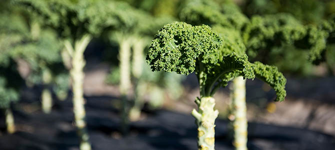 Closeup of kale growing in a garden